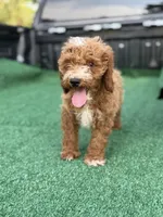 Cavallo., a male Cavapoo for sale in Atlanta, GA – 6 of 7