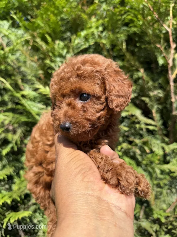 Tito – Poodle - Toy  puppy for sale in Atlanta, GA