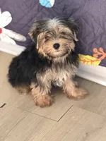 Mike, a male Yorkshire Terrier for sale in Atlanta, GA – 3 of 10