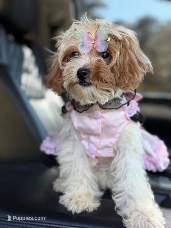 Lisa – Cavapoo puppy for sale in Atlanta, GA