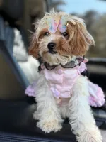 Lisa, a female Cavapoo for sale in Atlanta, GA – 1 of 6