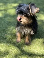 Toby, a male Yorkshire Terrier for sale in Atlanta, GA – 4 of 7