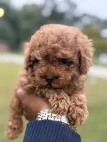 King , a male Poodle - Toy  for sale in Atlanta, GA – 2 of 2