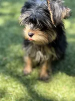 Toby, a male Yorkshire Terrier for sale in Atlanta, GA – 7 of 7