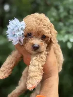 Tito, a male Poodle - Toy  for sale in Atlanta, GA – 6 of 7