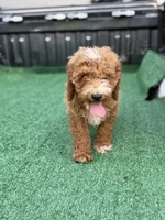 Cavallo., a male Cavapoo for sale in Atlanta, GA – 7 of 7