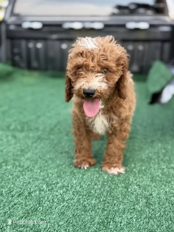 Cavallo. – Cavapoo puppy for sale in Atlanta, GA