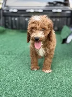 Cavallo., a male Cavapoo for sale in Atlanta, GA – 1 of 7
