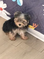 Mike, a male Yorkshire Terrier for sale in Atlanta, GA – 5 of 10