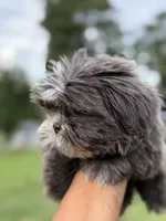 Wako, a female Shih Tzu for sale in Atlanta, GA – 2 of 10