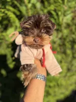 Tito, a male Yorkshire Terrier for sale in Atlanta, GA – 2 of 4
