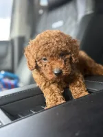 Wako, a male Poodle - Toy  for sale in Atlanta, GA – 2 of 10