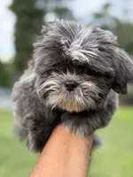 Wako, a female Shih Tzu for sale in Atlanta, GA – 8 of 10