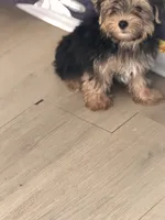 Mike, a male Yorkshire Terrier for sale in Atlanta, GA – 6 of 10