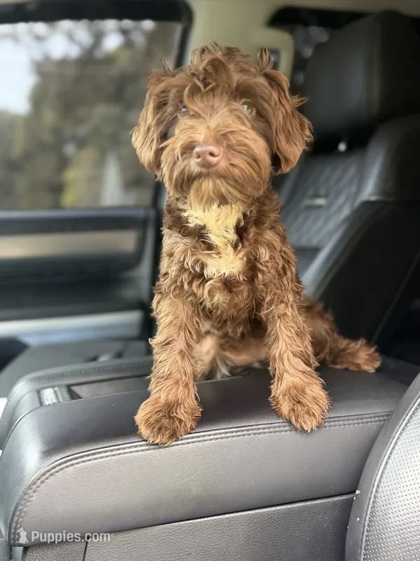 Cherry – Miniature Schnauzer puppy for sale in Atlanta, GA