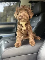 Cherry, a female Miniature Schnauzer for sale in Atlanta, GA – 1 of 6