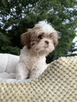 Wako, a female Shih Tzu for sale in Atlanta, GA – 6 of 10
