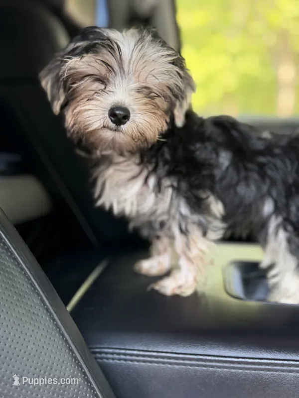 Toby – Yorkshire Terrier puppy for sale in Atlanta, GA