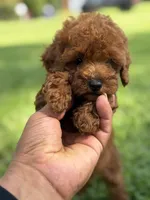 Tito, a male Poodle - Toy  for sale in Atlanta, GA – 3 of 7