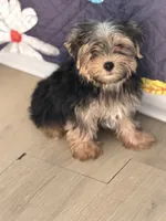 Mike, a male Yorkshire Terrier for sale in Atlanta, GA – 2 of 10