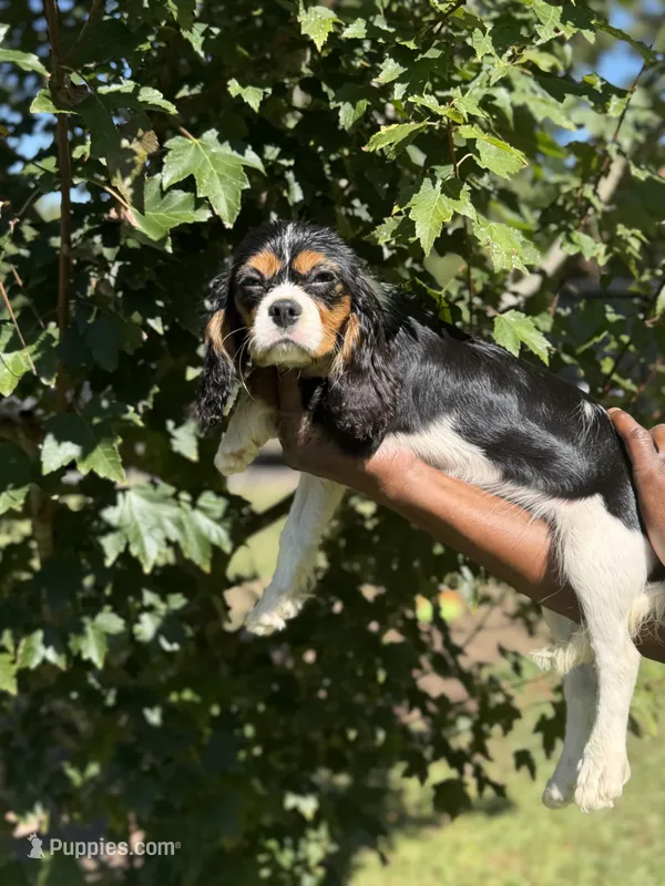 Cooper – Cavalier King Charles Spaniel puppy for sale in Atlanta, GA