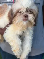 Wako, a male Shih Tzu for sale in Atlanta, GA – 2 of 3