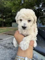 Tito, a male Poodle - Toy  for sale in Atlanta, GA – 5 of 7