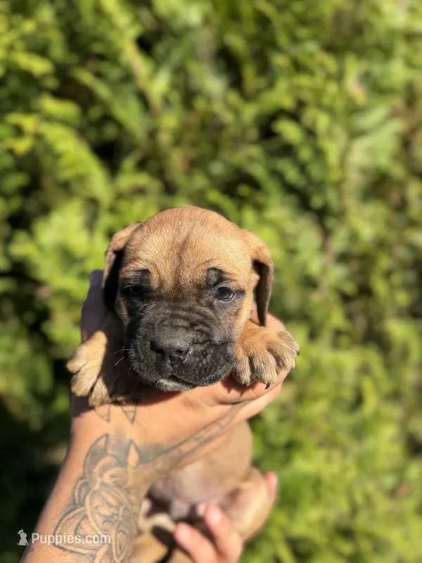 Rocky  – Cane Corso puppy for sale in Atlanta, GA