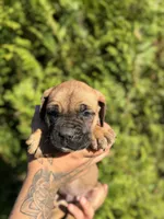 Rocky , a male Cane Corso for sale in Atlanta, GA – 1 of 7