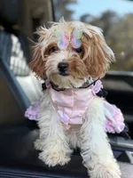 Lisa, a female Cavapoo for sale in Atlanta, GA – 6 of 6