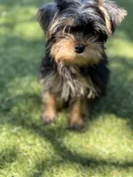 Toby, a male Yorkshire Terrier for sale in Atlanta, GA – 3 of 7