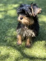 Toby, a male Yorkshire Terrier for sale in Atlanta, GA – 2 of 7