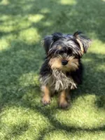 Toby, a male Yorkshire Terrier for sale in Atlanta, GA – 6 of 7