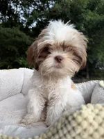 Wako, a female Shih Tzu for sale in Atlanta, GA – 10 of 10