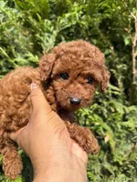 Tito, a male Poodle - Toy  for sale in Atlanta, GA – 2 of 7