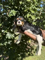 Cooper, a male Cavalier King Charles Spaniel for sale in Atlanta, GA – 5 of 8