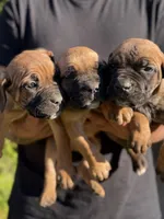 Rocky , a male Cane Corso for sale in Atlanta, GA – 7 of 7