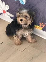 Mike, a male Yorkshire Terrier for sale in Atlanta, GA – 9 of 10