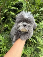 Wako, a female Shih Tzu for sale in Atlanta, GA – 9 of 10