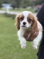 Jack , a female Cavalier King Charles Spaniel for sale in Atlanta, GA – 2 of 8