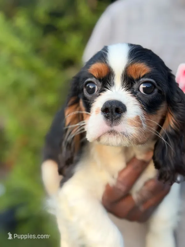 Moon – Cavalier King Charles Spaniel puppy for sale in Atlanta, GA