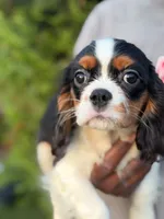 Moon, a female Cavalier King Charles Spaniel for sale in Atlanta, GA – 1 of 2
