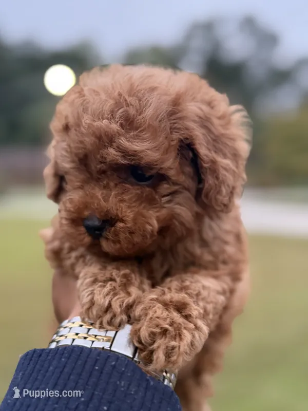 King  – Poodle - Toy  puppy for sale in Atlanta, GA