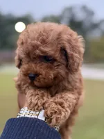 King , a male Poodle - Toy  for sale in Atlanta, GA – 1 of 2