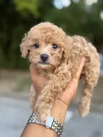 Wako, a male Poodle - Toy  for sale in Atlanta, GA – 8 of 10