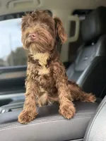 Cherry, a female Miniature Schnauzer for sale in Atlanta, GA – 6 of 6