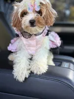Lisa, a female Cavapoo for sale in Atlanta, GA – 5 of 6