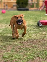 Moon , a female Cane Corso for sale in Atlanta, GA – Photo 10 of 10