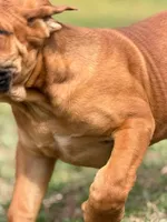 Moon , a female Cane Corso for sale in Atlanta, GA – Photo 9 of 10