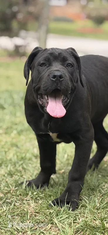 Moon  – Cane Corso puppy for sale in Atlanta, GA
